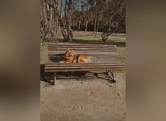 SIMBO - ruhiges Zuhause ohne Kinder und Artgenossen gesucht!