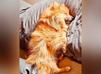 SIMBO - ruhiges Zuhause ohne Kinder und Artgenossen gesucht!