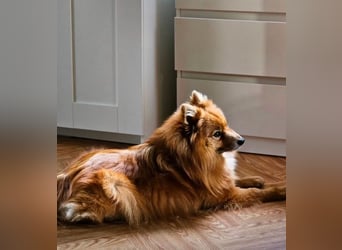 SIMBO - ruhiges Zuhause ohne Kinder und Artgenossen gesucht!