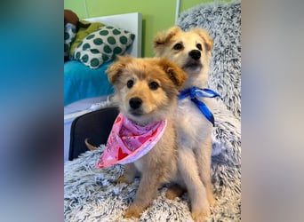 Samuel SR - aufgeschlossen, verspielt