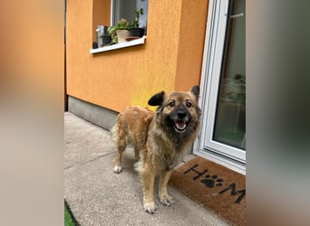 Fiona SR, voller Neugier und Sanftmut Fiona SR, voller Neugier und Sanftmut