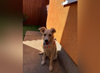 Samuel SR - aufgeschlossen, verspielt