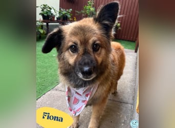 Fiona SR, voller Neugier und Sanftmut Fiona SR, voller Neugier und Sanftmut