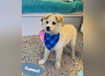 Samuel SR - aufgeschlossen, verspielt