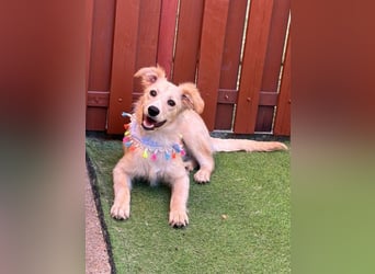 Samuel SR - aufgeschlossen, verspielt