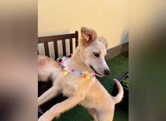 Samuel SR - aufgeschlossen, verspielt