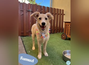 Samuel SR - aufgeschlossen, verspielt