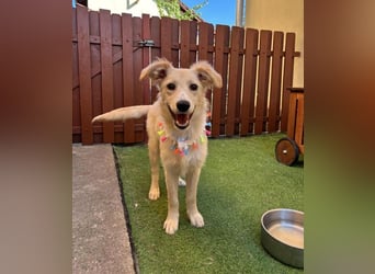 Samuel SR - aufgeschlossen, verspielt