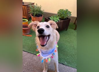 Samuel SR - aufgeschlossen, verspielt