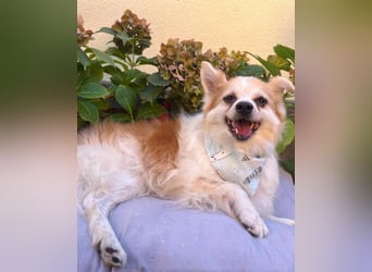 Cosmo SR - sucht ein Zuhause