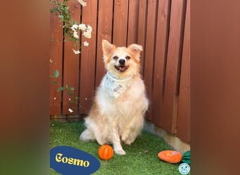 Cosmo SR - sucht ein Zuhause