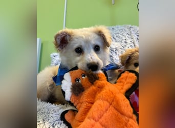 Samuel SR - aufgeschlossen, verspielt