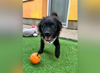 Lio - kleiner Hundejunge