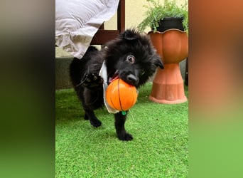Lio - kleiner Hundejunge