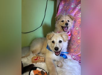 Samuel SR - aufgeschlossen, verspielt