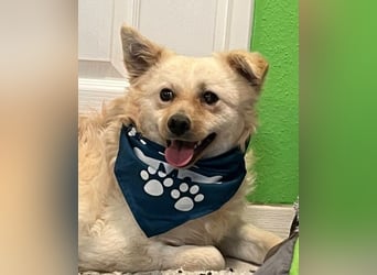 Lukas SR - verträglich, sanft