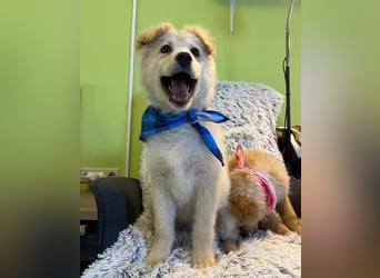 Samuel SR - aufgeschlossen, verspielt