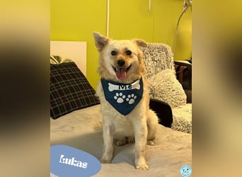 Lukas SR - verträglich, sanft