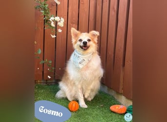 Cosmo SR - sucht ein Zuhause