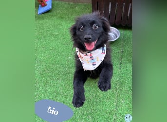 Lio - kleiner Hundejunge