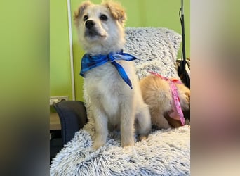 Samuel SR - aufgeschlossen, verspielt