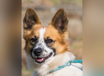 Rusty SI - selbstbewusst, klug