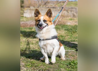 Rusty SI - selbstbewusst, klug