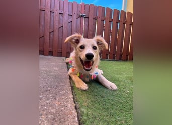 Samuel SR - aufgeschlossen, verspielt