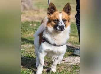 Rusty SI - selbstbewusst, klug