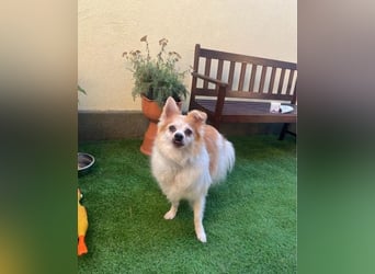 Cosmo SR - sucht ein Zuhause