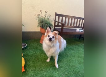 Cosmo SR sucht ein Zuhause