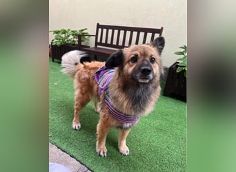 Fiona SR, voller Neugier und Sanftmut Fiona SR, voller Neugier und Sanftmut