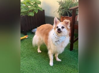 Cosmo SR - sucht ein Zuhause