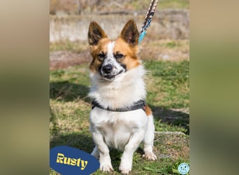 Rusty SI - selbstbewusst, klug