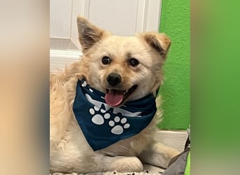 Lukas SR - verträglich, sanft