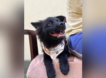 Lio - kleiner Hundejunge
