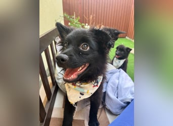 Lio - kleiner Hundejunge