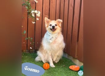 Cosmo - ruhig, entspannt