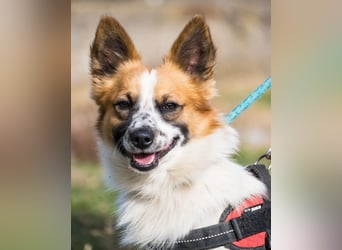 Rusty SI - selbstbewusst, klug