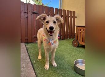 Samuel SR - aufgeschlossen, verspielt