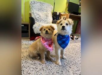 Samuel SR - aufgeschlossen, verspielt