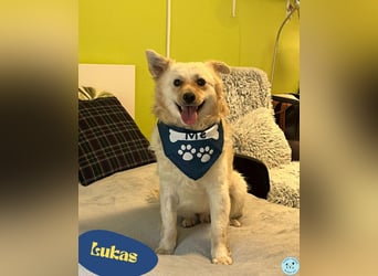 Lukas SR - verträglich, sanft