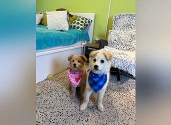 Samuel SR - aufgeschlossen, verspielt