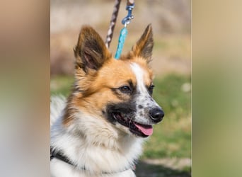 Rusty SI - selbstbewusst, klug