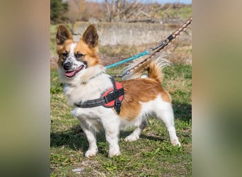 Rusty SI - selbstbewusst, klug