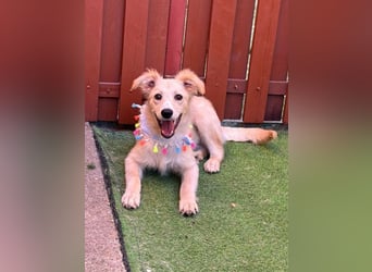 Samuel SR - aufgeschlossen, verspielt