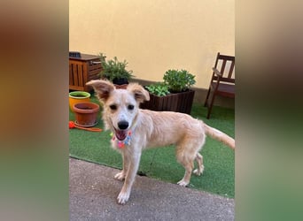 Samuel SR - aufgeschlossen, verspielt