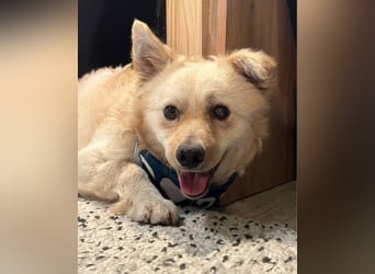 Lukas SR - verträglich, sanft