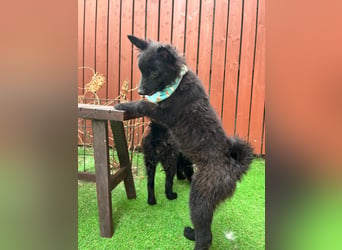 Fido - kleiner Hundejunge