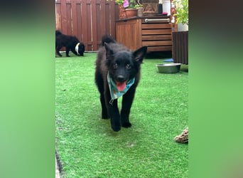 Fido - kleiner Hundejunge